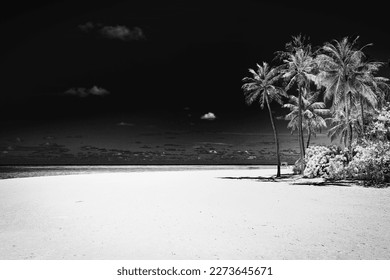 Tranquil black and white beach scene. Dramatic island shore landscape, dark sky white sand. Monochrome tropical coast, silhouette of palm trees. Abstract nature summer travel wallpaper - Powered by Shutterstock