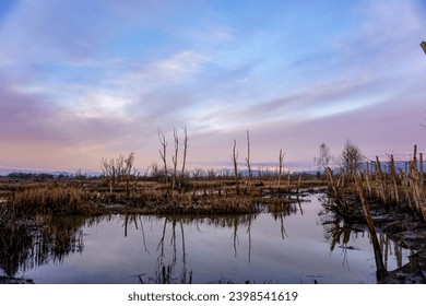 Tranquil, calm, mystical, subdued, and serene scene of a wetland estuary along a river delta at the Skagit Wildlife Area, Skagit County, Mount Vernon, Washington State, USA