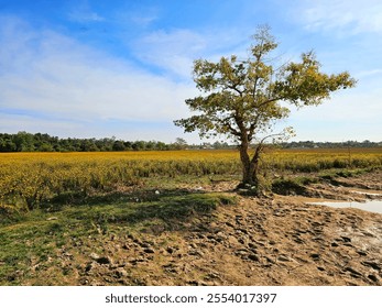 A tranquil countryside scene featuring a solitary tree on dry, cracked soil, surrounded by a vast field of yellow flowers under a bright blue sky, evoking a sense of simplicity and calmness.

 - Powered by Shutterstock