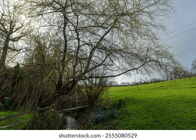 A tranquil countryside view near East Grinstead, Sussex, featuring a large tree with bare branches, a wooden fence, a stream, and open green fields. - Powered by Shutterstock