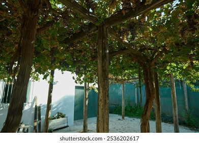 A tranquil courtyard sheltered by a lush vineyard pergola, providing a serene atmosphere with dappled shade and clusters of ripe grapes hanging above. - Powered by Shutterstock