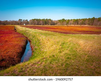 Tranquil Cranberry Bog With Green Riverbank And Water Irrigation Channel