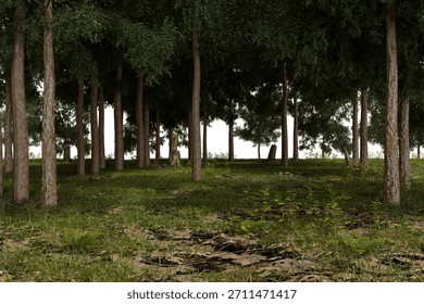 A tranquil, dense forest scene featuring numerous tall trees with green leaves and brown trunks. The forest floor is covered in patchy grass and dark, wet earth