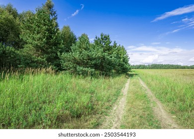 A tranquil dirt path winds through lush grasslands, flanked by pine trees, inviting exploration on a sunny day. - Powered by Shutterstock