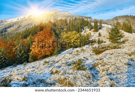 In the tranquil embrace of autumn, the mountains come alive with the first snowfall. Towering trees adorned in golden foliage create a stunning contrast against the white landscape. 
