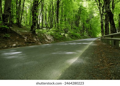 A tranquil, empty road runs through a lush green forest under the dappled light of a summer morning, offering a peaceful and scenic view.