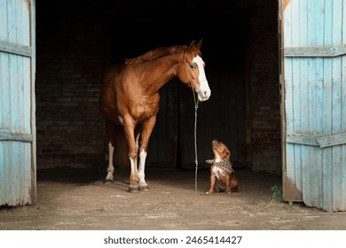 A tranquil encounter unfolds as a chestnut horse with a white blaze curiously observes a Staffordshire Bull Terrier dog in a speckled coat, framed by the open blue doors of a rustic barn - Powered by Shutterstock