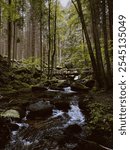 A tranquil forest in Vyšší Brod, South Bohemia, with a babbling stream and moss-covered stones. A wooden bridge crosses the water, adding rustic charm to the lush, peaceful scenery.