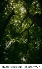 Tranquil Forest Canopy View from Below
A serene upward view of a dense forest canopy, where sunlight gently filters through the vibrant green leaves.