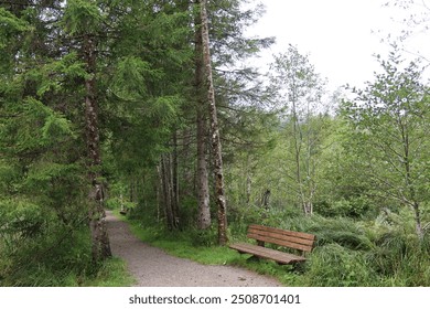 Tranquil Forest Path with Bench