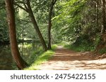 A tranquil forest path by the riverside, bathed in sunlight, perfect for peaceful walks and relaxation amidst nature