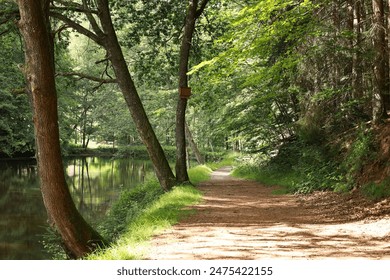 A tranquil forest path by the riverside, bathed in sunlight, perfect for peaceful walks and relaxation amidst nature