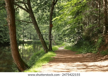 A tranquil forest path by the riverside, bathed in sunlight, perfect for peaceful walks and relaxation amidst nature
