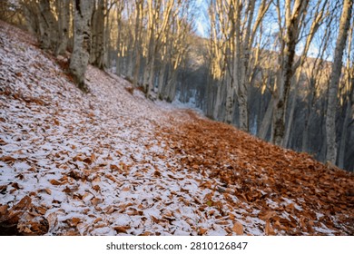 A tranquil forest path covered in a blend of fallen autumn leaves and a light dusting of fresh snow, flanked by slender, bare tree trunks in the soft light of a cold season.
