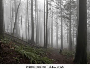 A tranquil forest path surrounded by tall trees shrouded in mist creates a serene atmosphere at dawn. The greenery adds to the enchanting vibe of the woodlands.