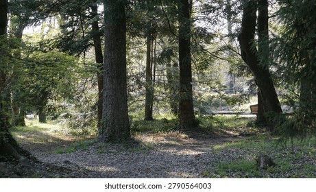 Tranquil forest path surrounded by tall green trees with sunlight filtering through the leaves in a public park.
