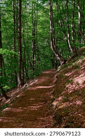 A tranquil forest path surrounded by tall green trees. Sunlight filters through the dense foliage, creating dappled patterns of light and shadow on the ground.