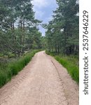 A tranquil forest path winds through tall pine trees. The soft, sandy trail is perfect for a peaceful hike or bike ride. This image evokes a sense of calm and serenity.