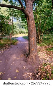 A tranquil forest path winds through vibrant green trees and scattered autumn leaves, bathed in soft sunlight. This serene natural landscape evokes peace and the beauty of changing seasons.