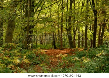 A tranquil forest path winds through towering trees with golden-green canopy, bordered by lush ferns and autumn leaves carpeting the peaceful woodland trail.