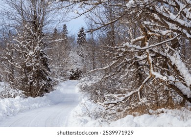 A tranquil forest pathway covered by fresh snow, surrounded by bare trees on a crisp winter day. Ideal for depicting the serene beauty of winter landscapes and nature's calmness. - Powered by Shutterstock