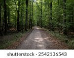 Tranquil Forest Pathway in Late Summer