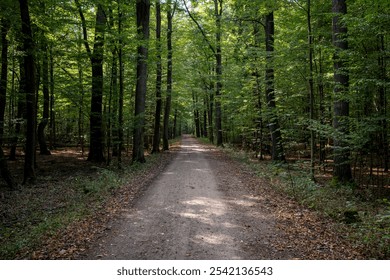 Tranquil Forest Pathway in Late Summer - Powered by Shutterstock