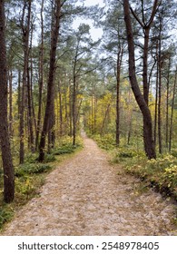 A tranquil forest pathway lined with tall pine trees and autumn foliage, photographed from an eye-level perspective. The sandy trail leads into the distance, evoking a peaceful journey through nature