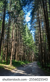 Tranquil forest pathway surrounded by towering trees under a clear blue sky. Sunlight filters through the branches, creating a peaceful and serene atmosphere ideal for nature walks