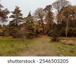 A tranquil forest scene featuring tall evergreen and deciduous trees with golden autumn foliage. A grassy path leads through the serene landscape, evoking a peaceful, natural atmosphere.