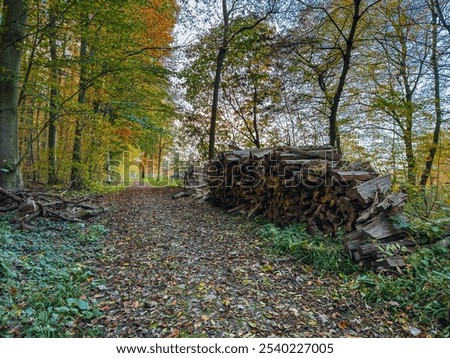A tranquil forest scene with a path covered in fallen leaves, leading alongside a stacked pile of chopped wood. Autumn colors fill the trees, and the atmosphere feels quiet and rustic.