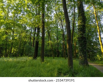 A tranquil forest scene with a sunlit pathway winding through tall, lush green trees. Perfect for projects related to nature, hiking, outdoor exploration, and serene landscapes. - Powered by Shutterstock