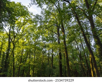 A tranquil forest scene with a sunlit pathway winding through tall, lush green trees. Perfect for projects related to nature, hiking, outdoor exploration, and serene landscapes. - Powered by Shutterstock