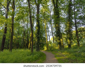 A tranquil forest scene with a sunlit pathway winding through tall, lush green trees. Perfect for projects related to nature, hiking, outdoor exploration, and serene landscapes. - Powered by Shutterstock