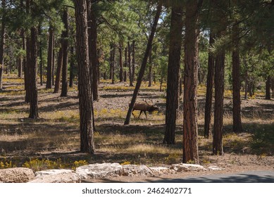 Tranquil forest scene with tall pine trees under a clear sky. A serene elk grazes peacefully. Paved road suggests national park or wildlife area access. - Powered by Shutterstock