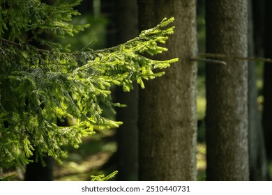 A tranquil forest scene with towering trees stretching skyward. Sunlight filters through the dense canopy, casting dappled shadows on the forest floor. Moss-covered trunks and fallen leaves. - Powered by Shutterstock