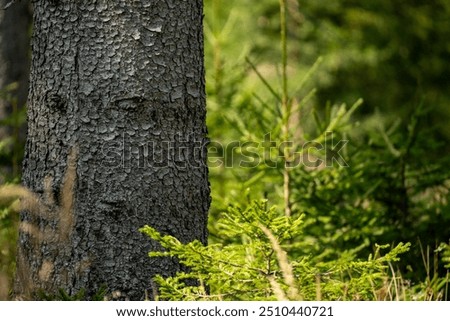 Similar – Image, Stock Photo Forest floor Lichens Pine cones