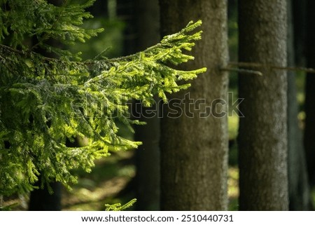 Similar – Image, Stock Photo Forest floor Lichens Pine cones