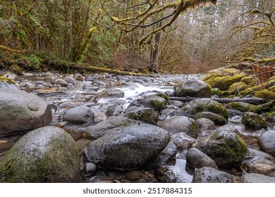 Tranquil forest stream flowing over moss-covered rocks. Lush green rainforest with a clear, rocky stream, creating a serene and peaceful scene. - Powered by Shutterstock