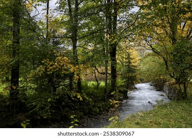 Tranquil Forest Stream Flowing Through Lush Autumn Trees in a Serene Natural Landscape - Powered by Shutterstock