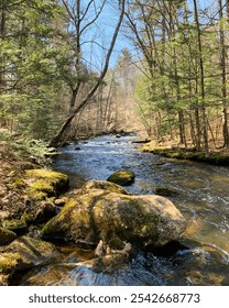 Tranquil Forest Stream Flowing Through Mossy Rocks and Pine Trees