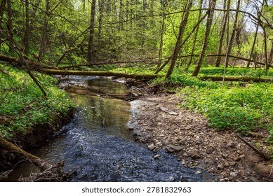 Tranquil forest stream flowing through a lush green woodland, with fallen logs creating natural bridges across the water. Sunlight filters through the dense canopy