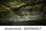 A tranquil forest stream flows gently over moss-covered rocks, surrounded by dense, vibrant green foliage and dappled sunlight.