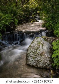 A tranquil forest stream flows over rocks and a small waterfall beside a mossy boulder, surrounded by dense green ferns and foliage creating a peaceful, natural woodland scene