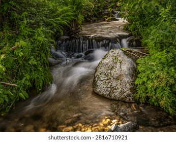 A tranquil forest stream flows over rocks and a small waterfall beside a mossy boulder, surrounded by dense green ferns and foliage creating a peaceful, natural woodland scene
