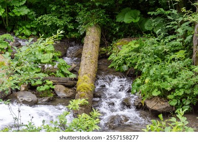 A tranquil forest stream flows under a fallen log surrounded by lush green foliage. - Powered by Shutterstock