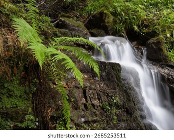 Tranquil forest stream with small waterfall - A serene, long exposure shot of a small waterfall cascading over mossy rocks amidst lush green ferns in a forest.