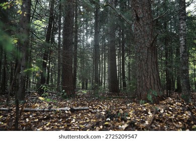 Tranquil Forest with Sunlight Streaming Through Tall Pine Trees in Autumn
