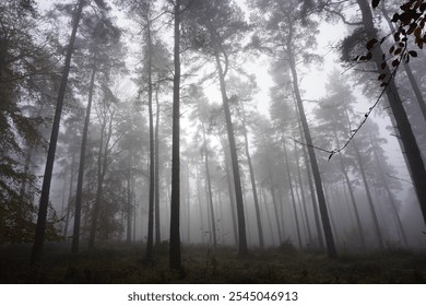 A tranquil forest of tall pine trees shrouded in dense fog, creating a mysterious and peaceful atmosphere in the natural landscape. - Powered by Shutterstock