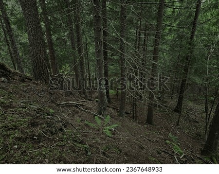 tranquil forest trail with flourishing green foliage and old-growth trees